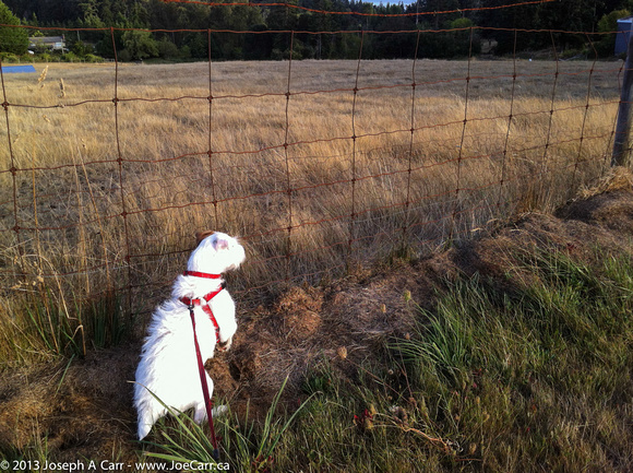 Rolly discovering sheep in the adjacent pasture