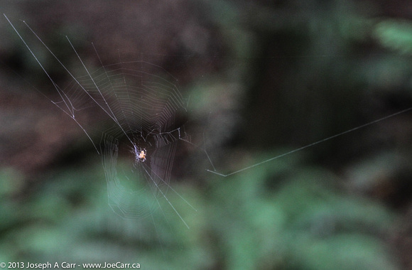 Spider on its web under the forest canopy