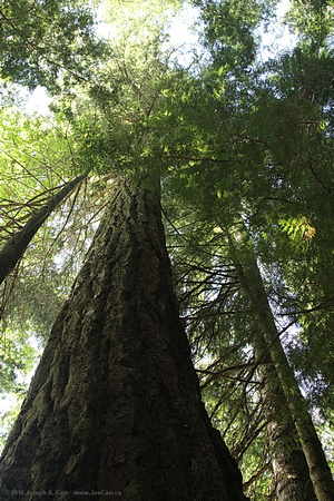 Giant Douglas fir tree - looking up to the canopy