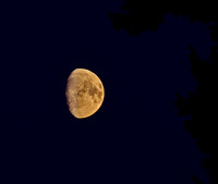 11-day old Waxing Gibbous Moon through the Garry Oak trees low in the smoky haze