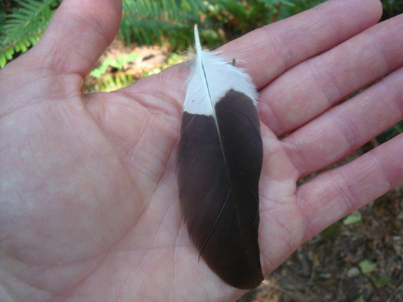 An eagle feather, perhaps?