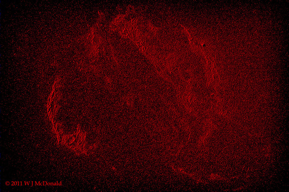Veil Nebula H alpha topographic