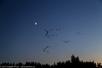 Canada Geese flying in formation past the Moon
