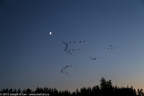 Canada Geese flying in formation past the Moon