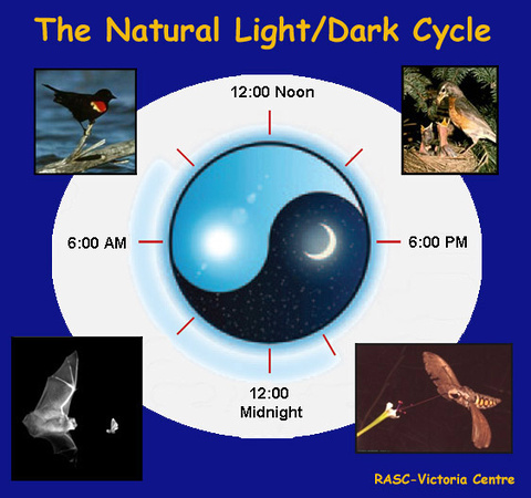 The Natural Light/Dark Cycle