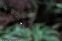 Spider on its web under the forest canopy