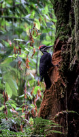 Pileated Woodpecker on a rotting tree