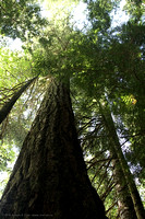 Giant Douglas fir tree - looking up to the canopy