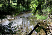 Koksilah River & tree-lined bank