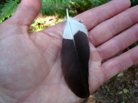An eagle feather, perhaps?
