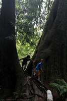Kids playing in a trough of two trees