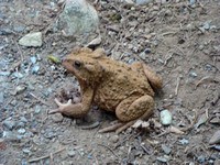 Rust-coloured toad - he wasn't in a hurry to get away from us