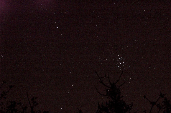 The Pleiades cluster rising above the trees