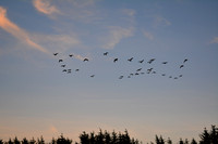 Geese Over the Field at Sunset
