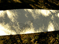 Crescents images of eclipsed sun formed through white bark pine needs .